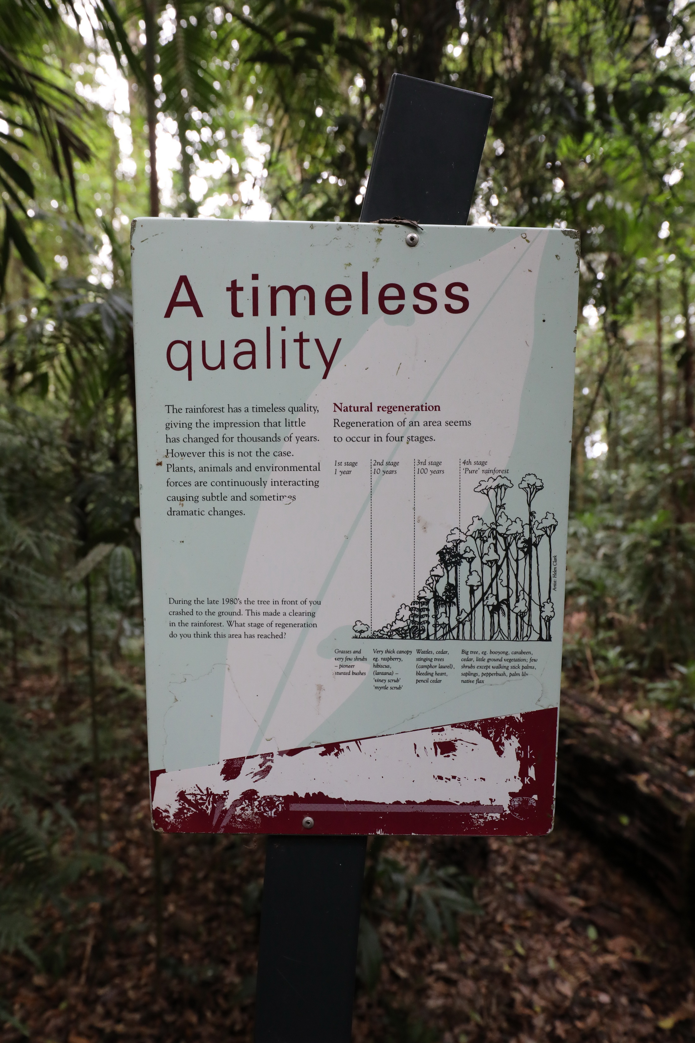 Wie der Regenwald entsteht